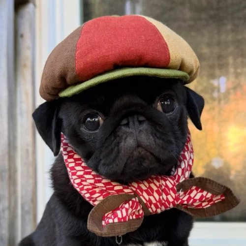 Pug wearing a vintage newsboy cap with a checkered bandana