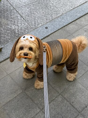 Realistic Slinky dog face hood costume for small dog