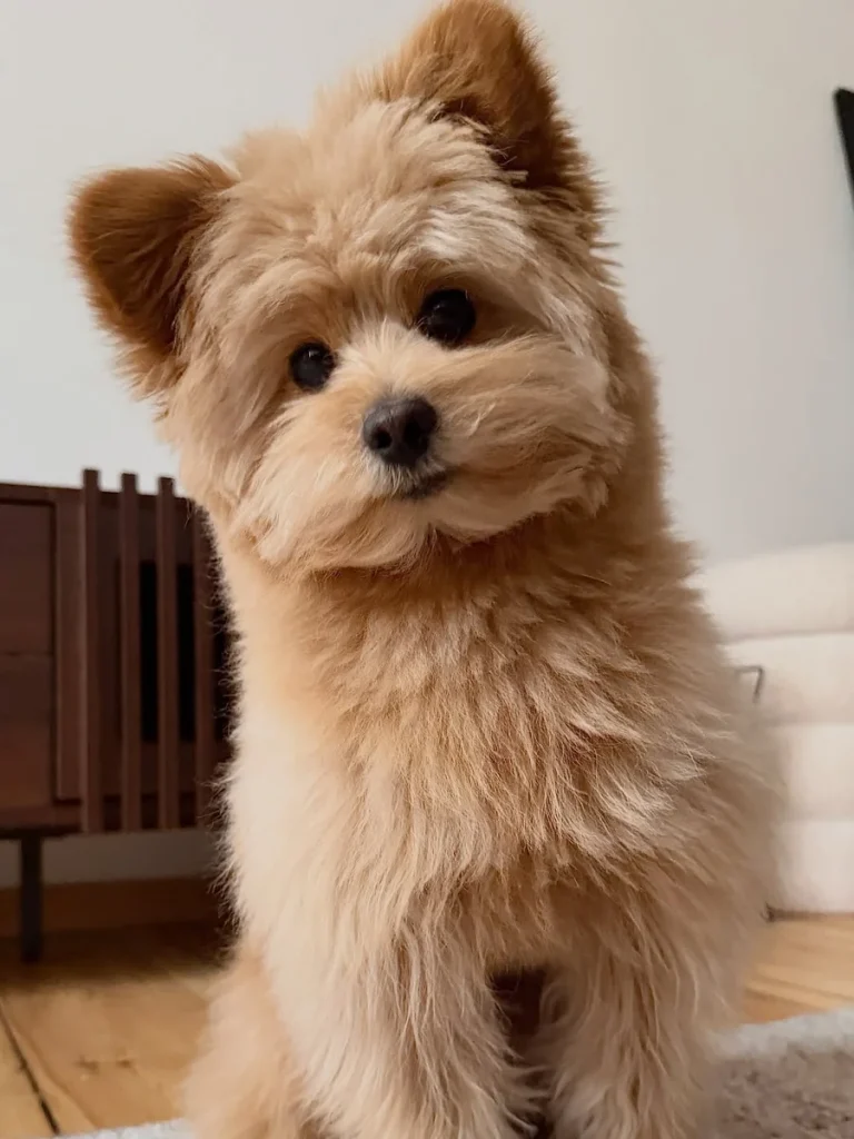 Puppy with rounded bear ear trim, a cute teddy bear dog haircut idea