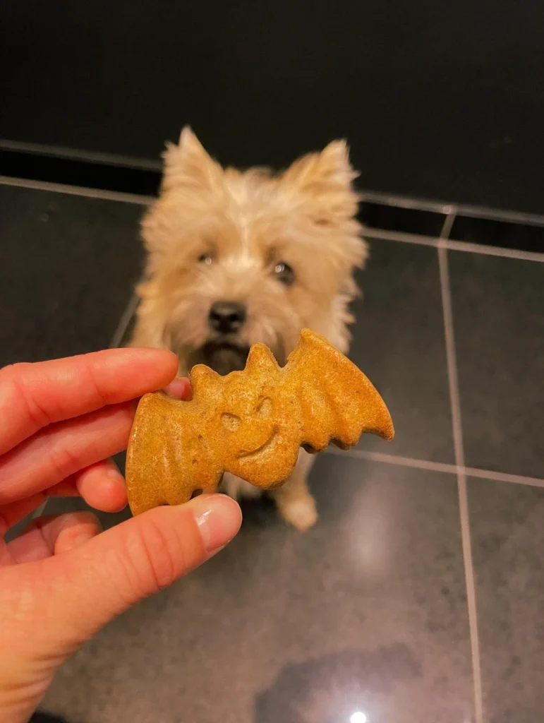 Dog holding gluten free pumpkin spice bat cookie