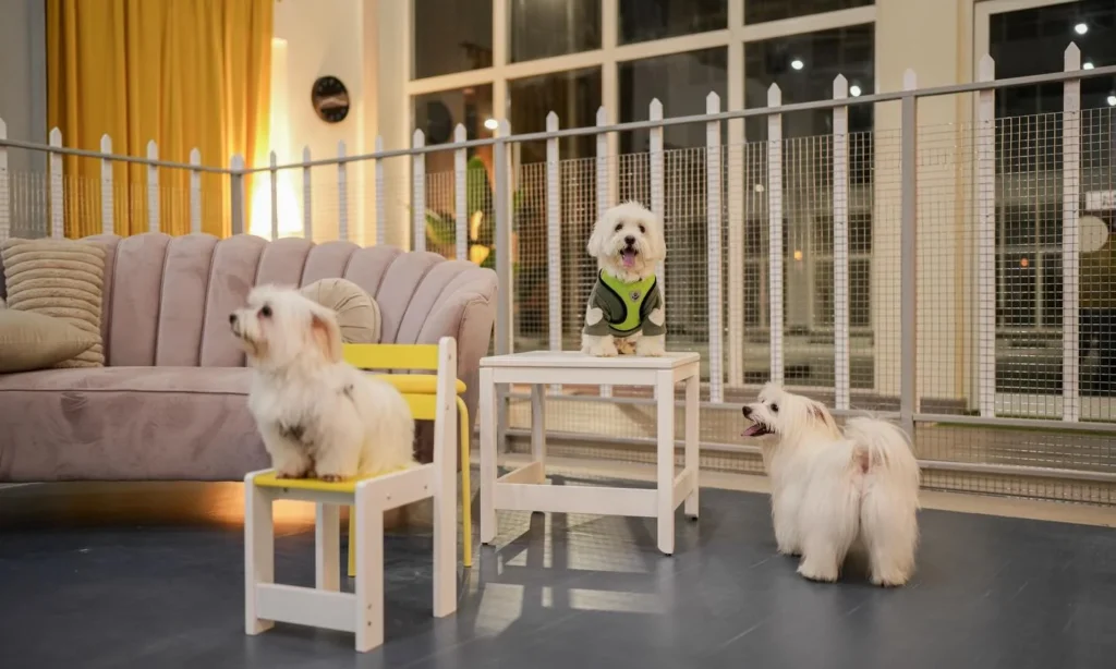Small dogs posed on furniture in a styled living room lounge