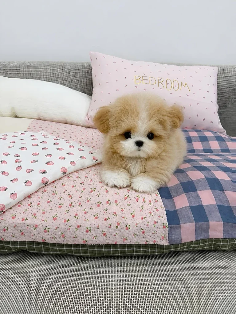 Golden puppy with soft natural teddy bear dog haircut ideas look