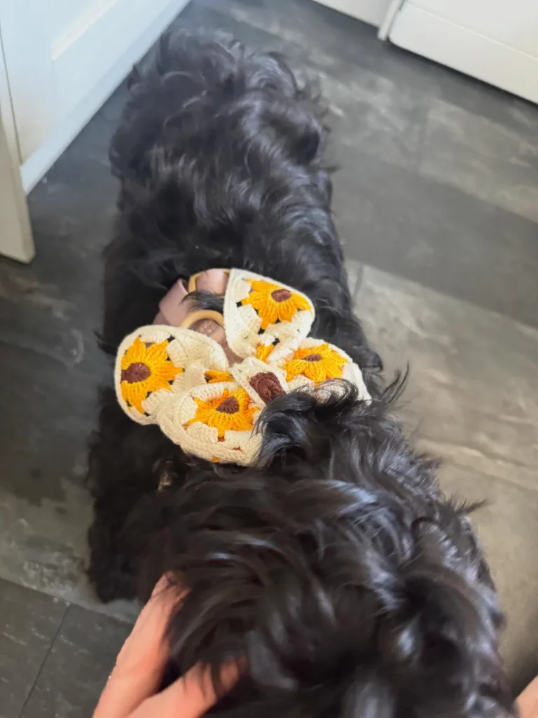 Sunflower granny square crochet dog harness pattern close up on cockapoo
