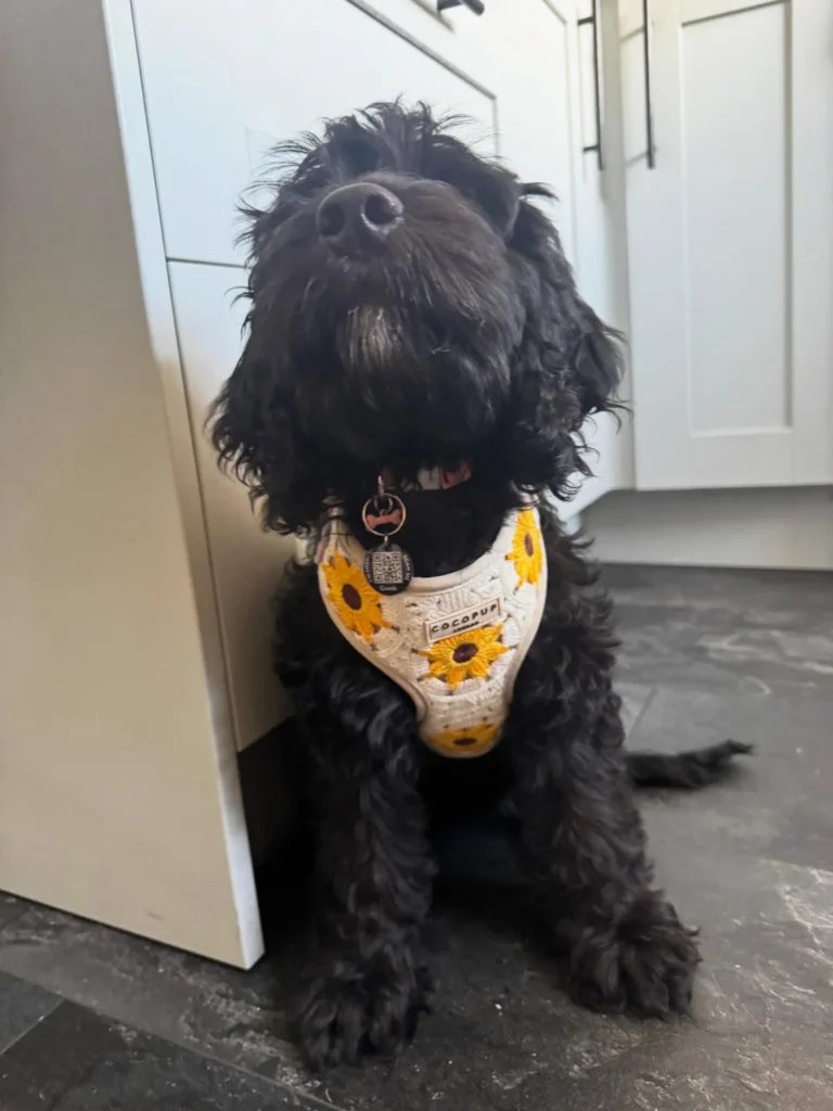 Cockapoo wearing sunflower granny square crochet dog harness in kitchen