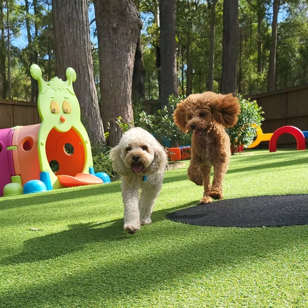 Outdoor turf playground yard with dogs playing, part of creative dog hotel ideas