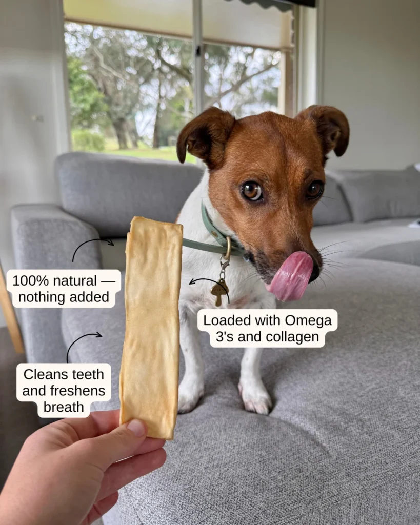 Dog holding a venison bone broth dental chew strip