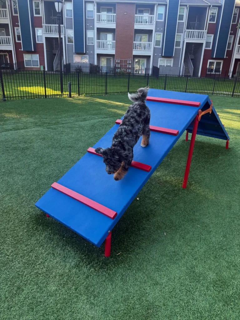 Dog Park Design ideas showing an A frame balance ramp