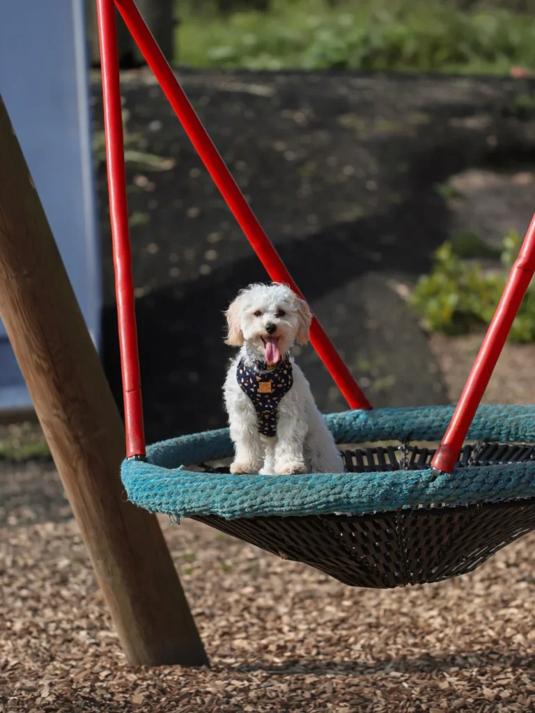 Small dog sitting in a basket nest swing