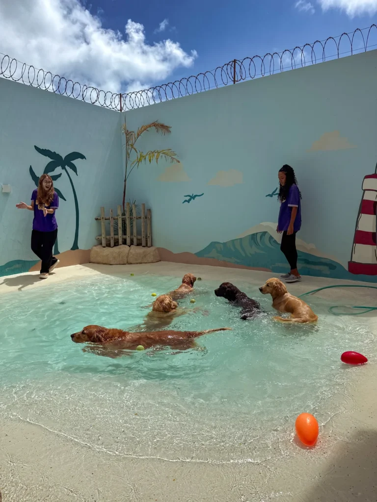 Dog daycare ideas beach themed indoor swimming pool for dogs