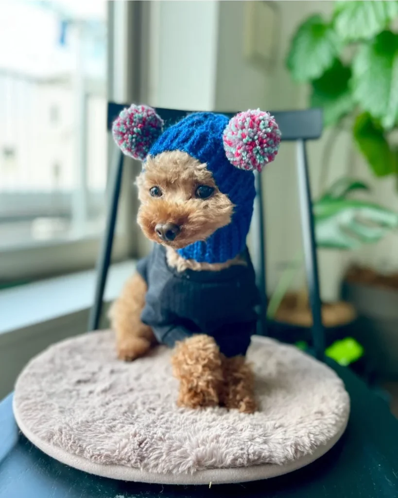Crochet Dog Hat Patterns bear ear pom pom beanie on poodle