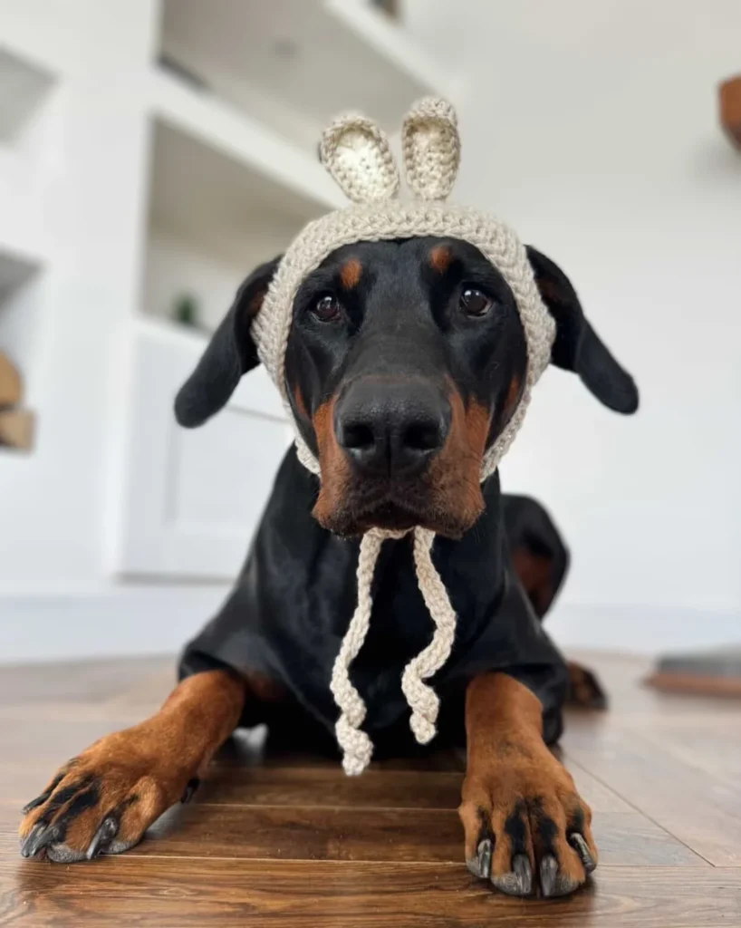 Bunny ear crochet bonnet dog hat idea