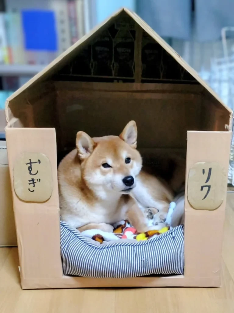 Classic cardboard doghouse with name tags and soft bed inside