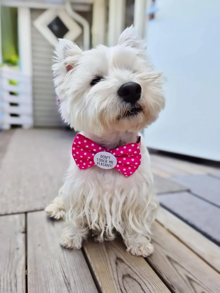 Pink polka dot dog bow tie with charm nameplate attachment