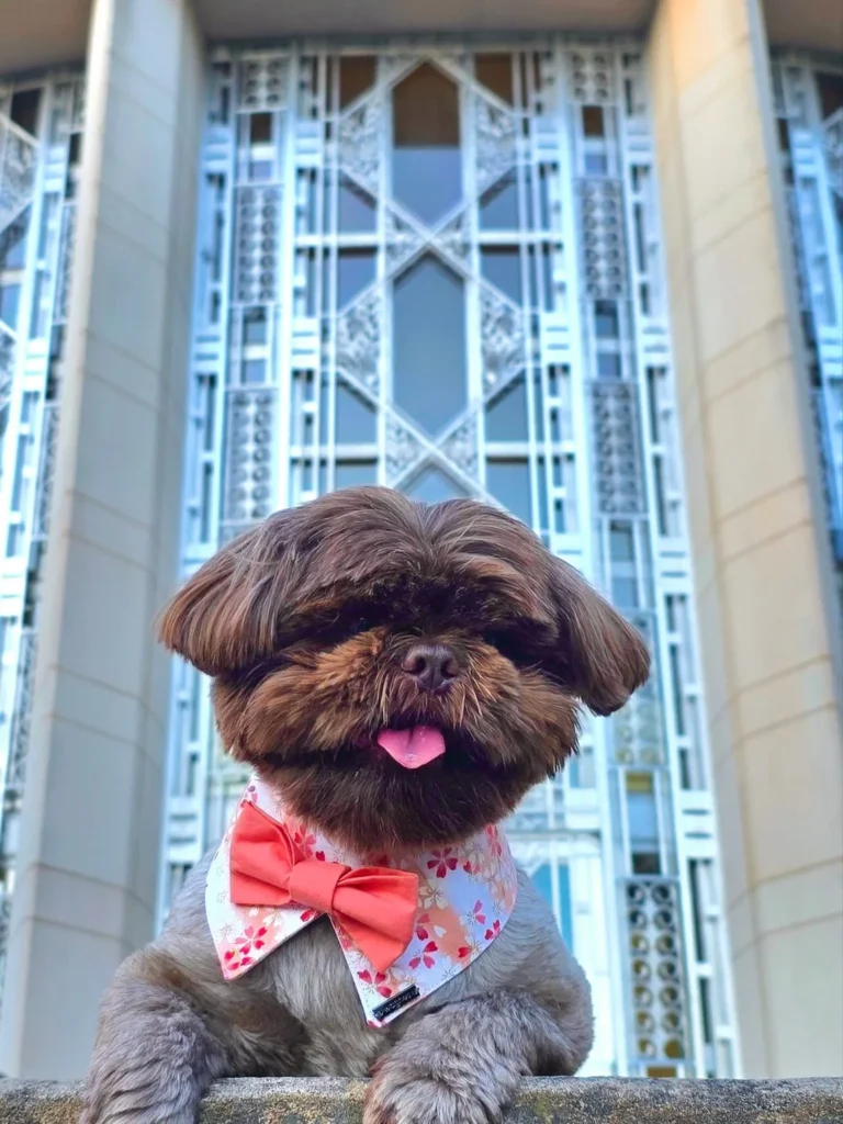 Simple dog bow tie pattern free idea with classic two loop design