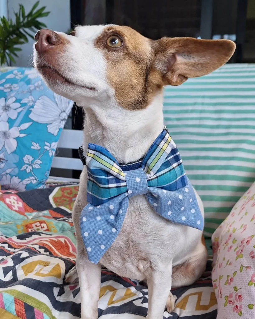 Double layer plaid and polka dot dog bow tie sewing pattern