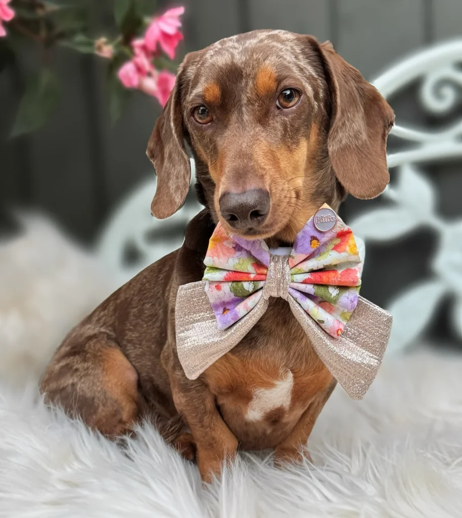 Metallic rose gold and floral dog bow tie sailor style
