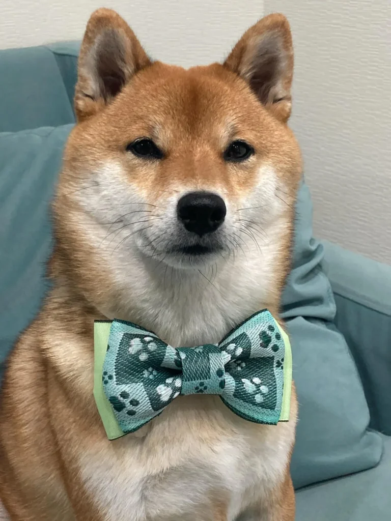 Playful paw print novelty dog bow tie diy for everyday wear