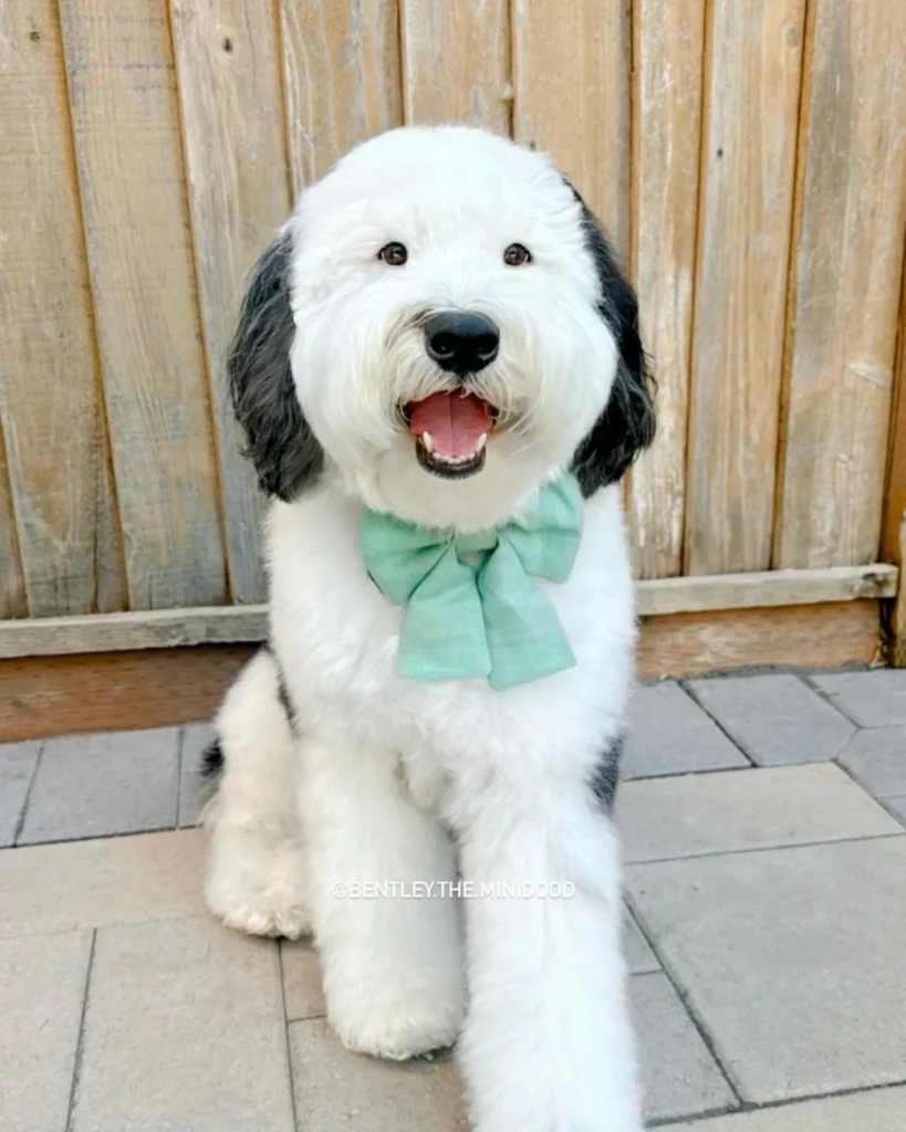 Simple solid color petite dog bow tie pattern free idea