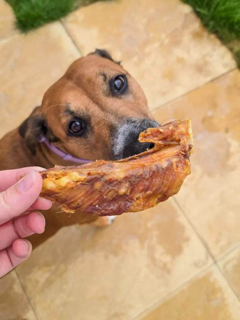 Dog chewing on a homemade air dried turkey wing chew