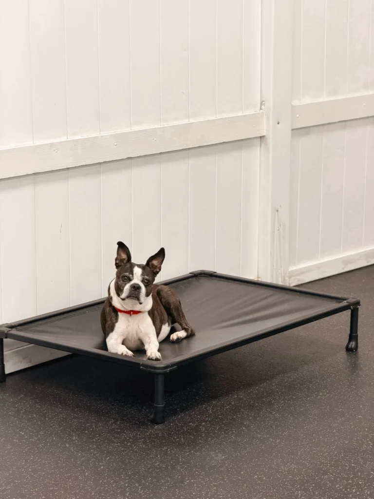 Elevated mesh rest cot for dogs in a daycare