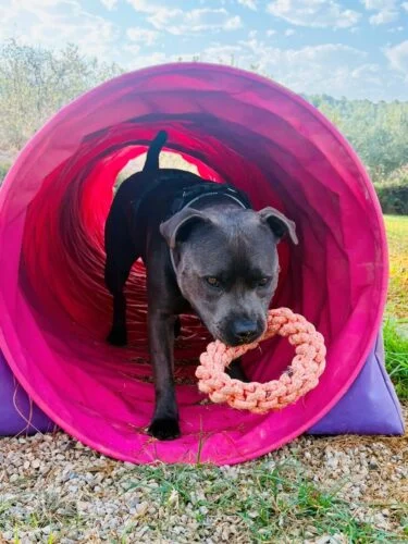Fabric agility tunnel obstacle in a dog play area