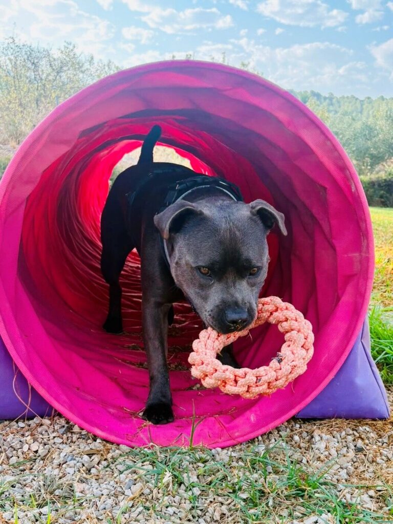 Fabric agility tunnel obstacle in a dog play area