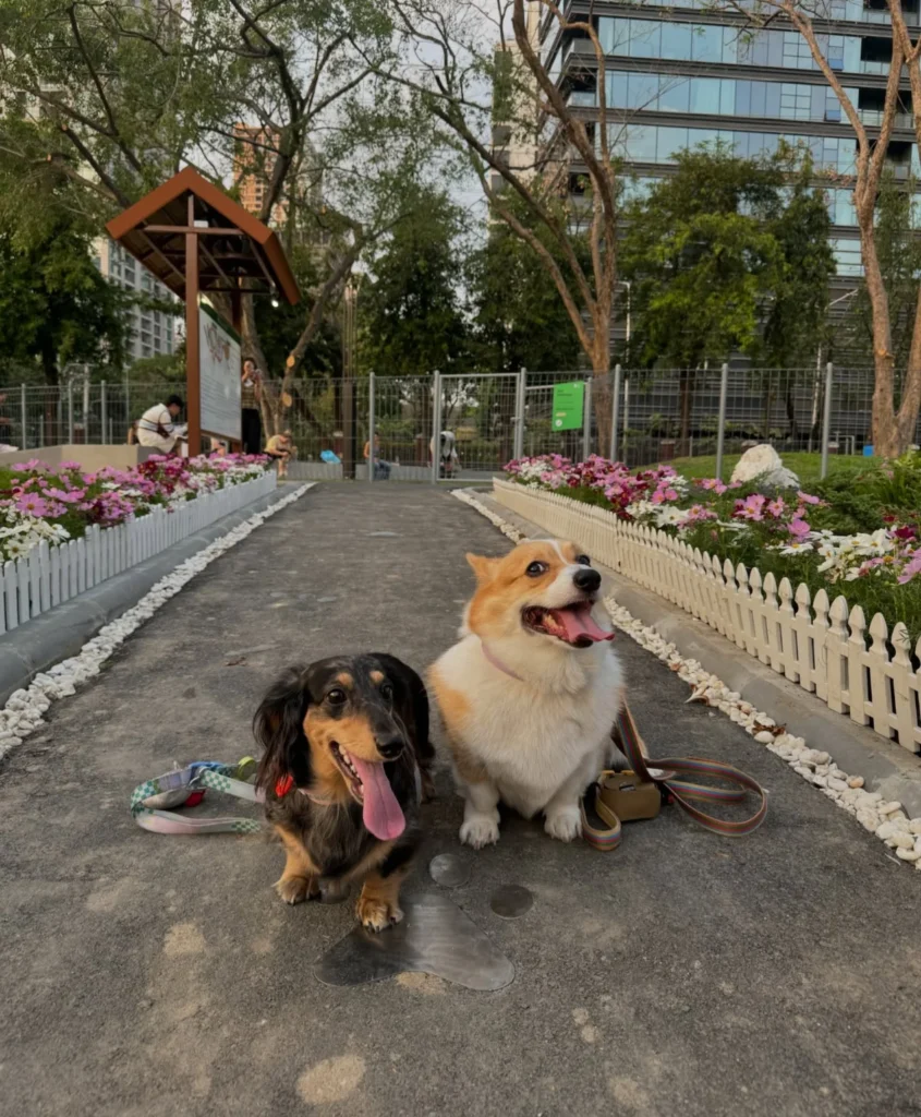 Flower bed garden walking path for dogs