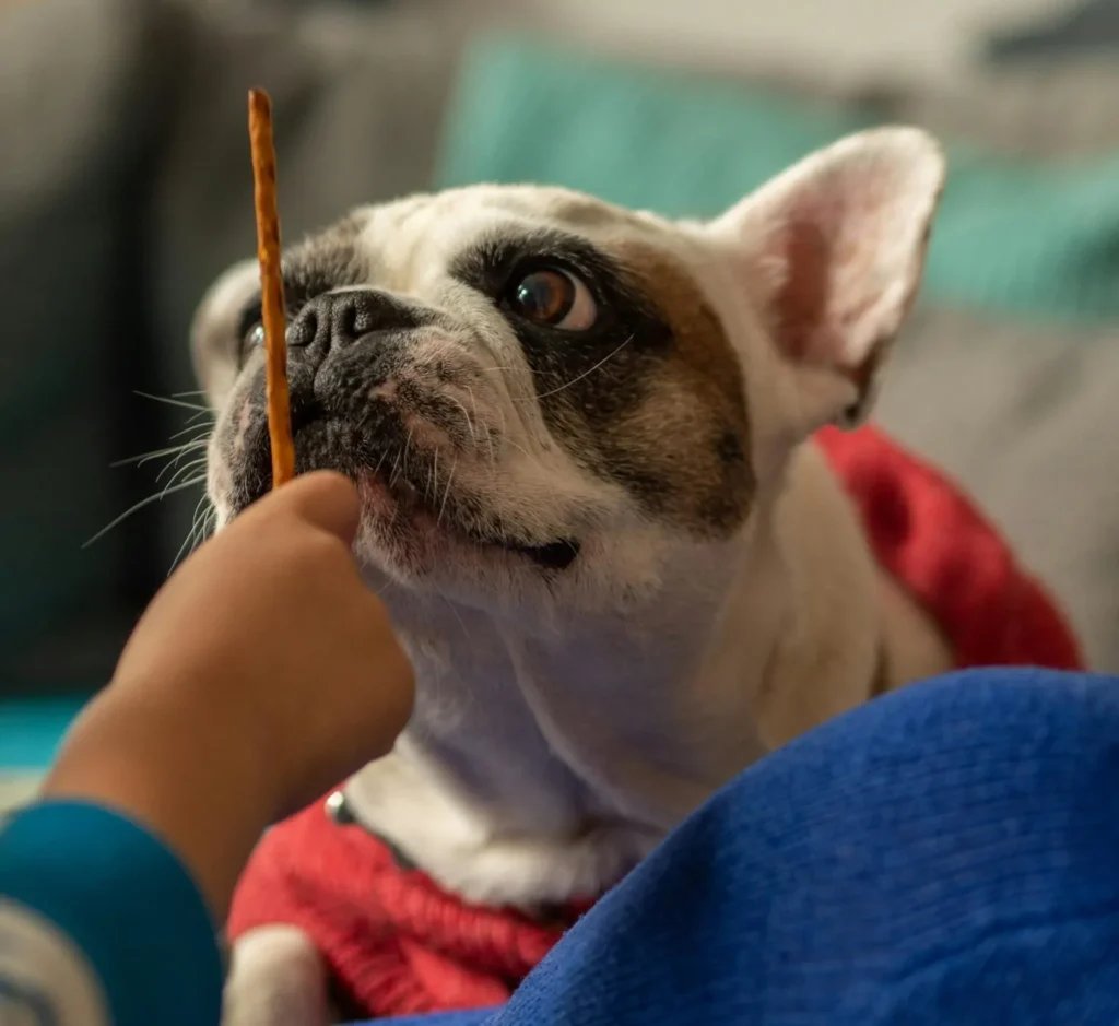 French Bulldog eating a homemade dog chew treats recipes peanut butter stick