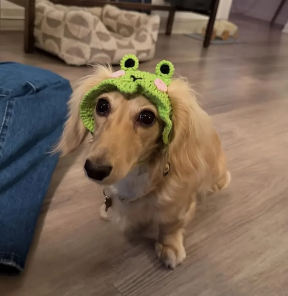 Green frog crochet dog hat pattern idea