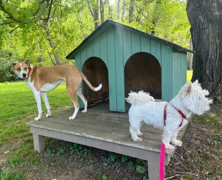 Green double dog house outdoor with raised platform base
