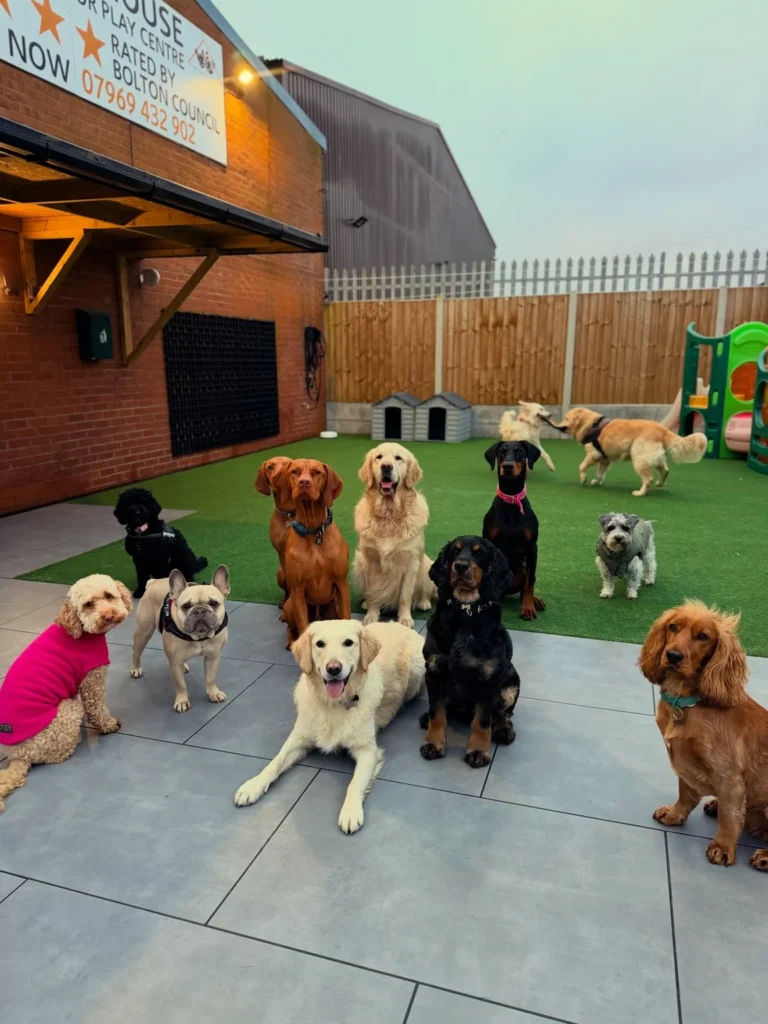 Group of daycare dogs playing in outdoor grass play yard