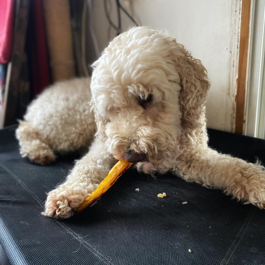 Dog chewing a homemade dog chew made from yak milk