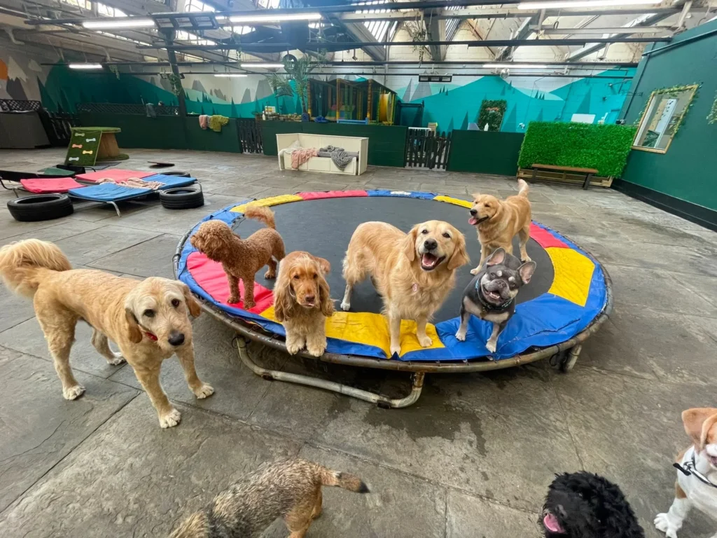 Dogs playing on indoor trampoline at dog daycare