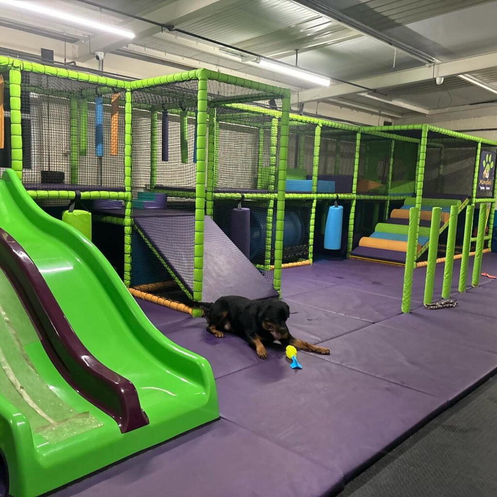 Indoor padded soft play course for dogs with slide and netting
