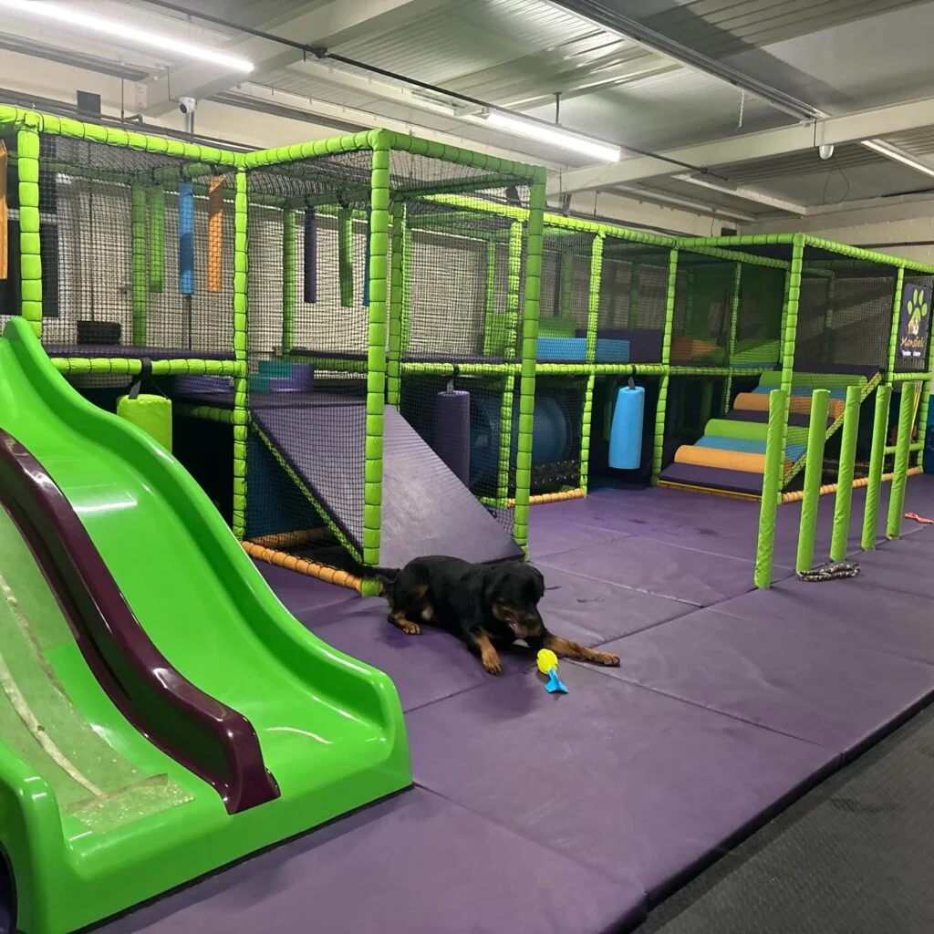 Indoor padded soft play course for dogs with slide and netting
