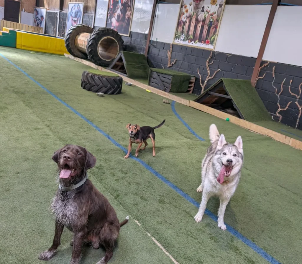Indoor turf play corner with tire tunnel for dogs