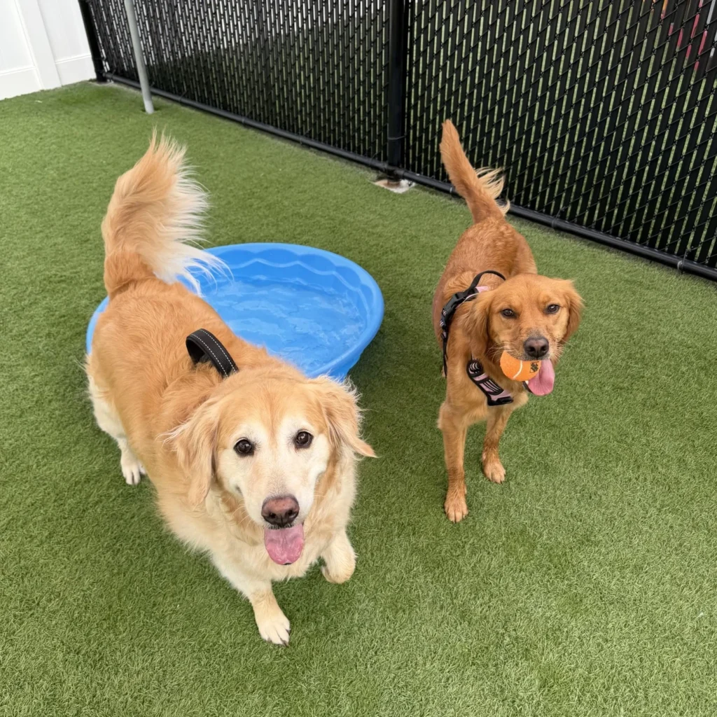 Dog Park ideas using simple kiddie pool water stations