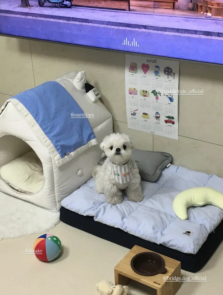 Pastel igloo dog bed and mat set, a Dog Room Design Inspiration idea