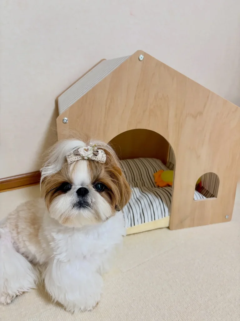 Shih tzu resting inside light wood luxury dog house