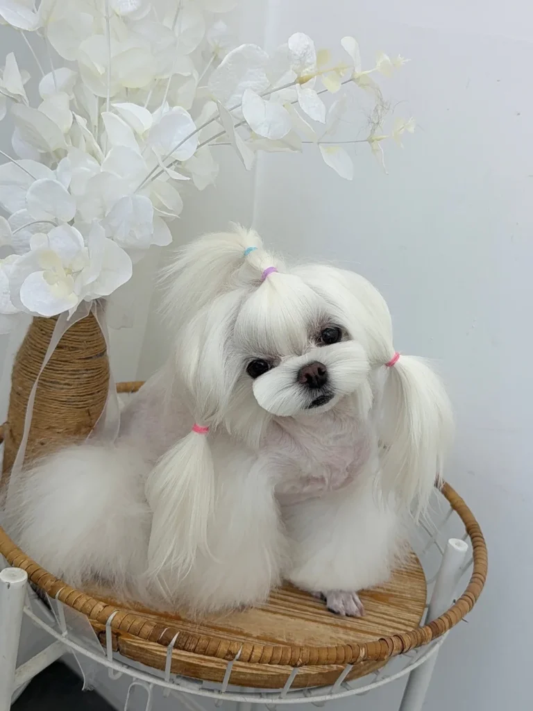 Braided pigtail Maltese dog haircut front view