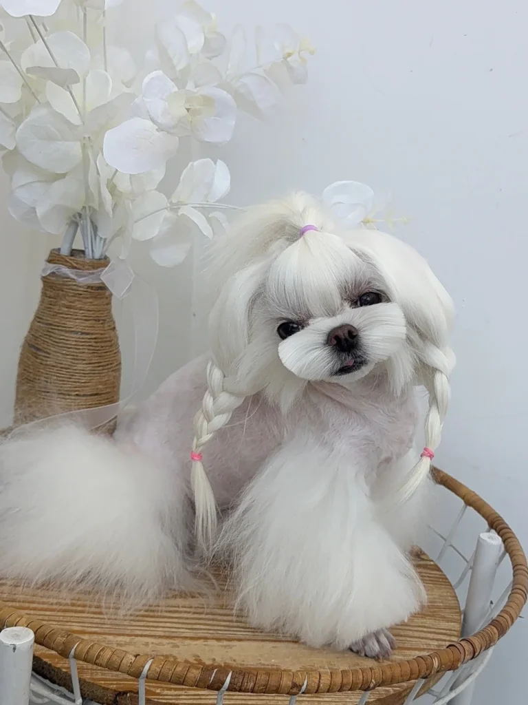 Side angle of braided pigtails, a creative Maltese dog haircut