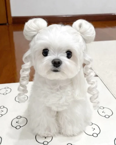 Double space buns with curled ringlets Maltese dog haircut