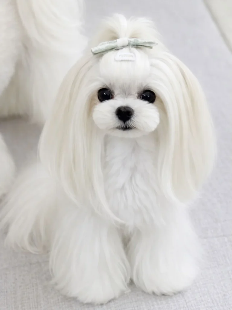 Everyday long coat style among popular Maltese dog haircuts