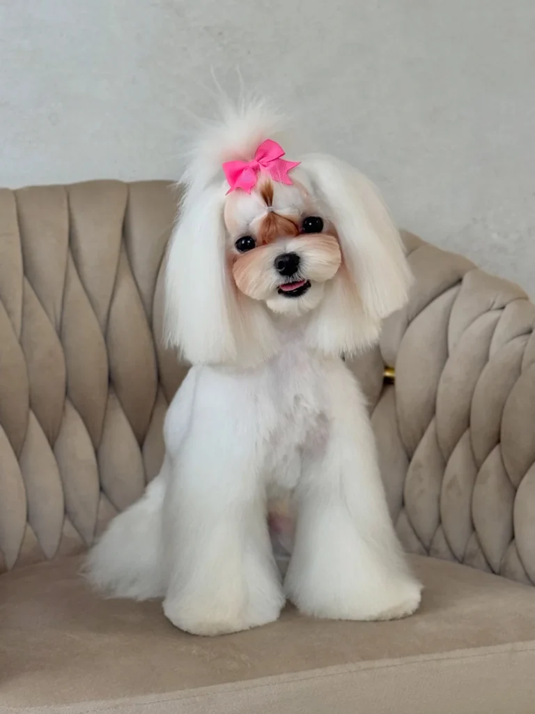 Long flowing show coat, one of the elegant dog haircuts for Maltese