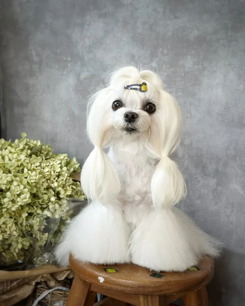 Loose ponytail pigtails with clip, simple dog haircuts for Maltese