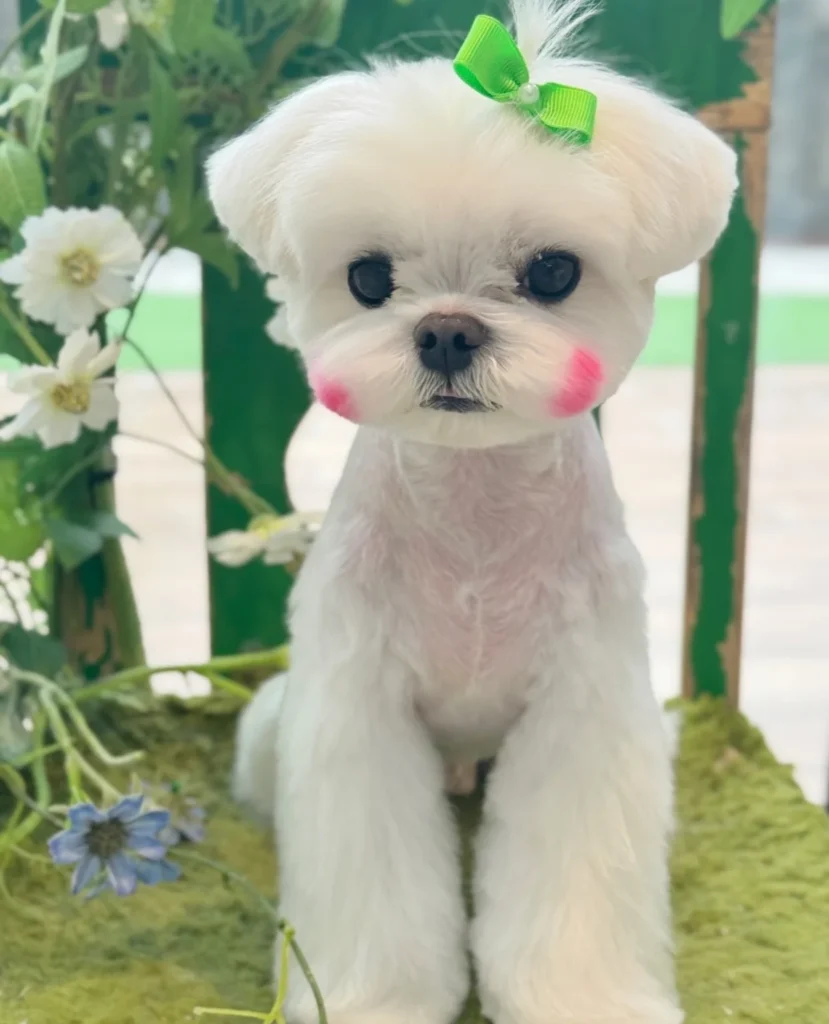 Teddy bear Maltese dog haircut with pink blush accent