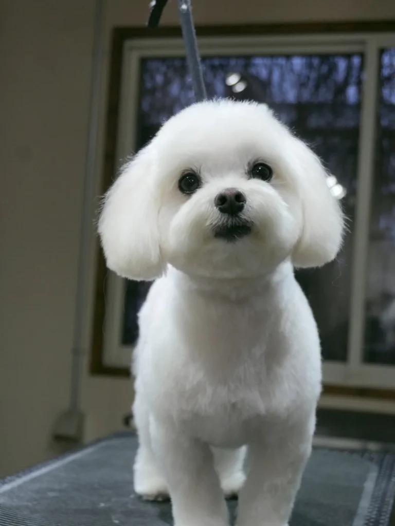 Close up of round face shaping in Maltese dog haircuts