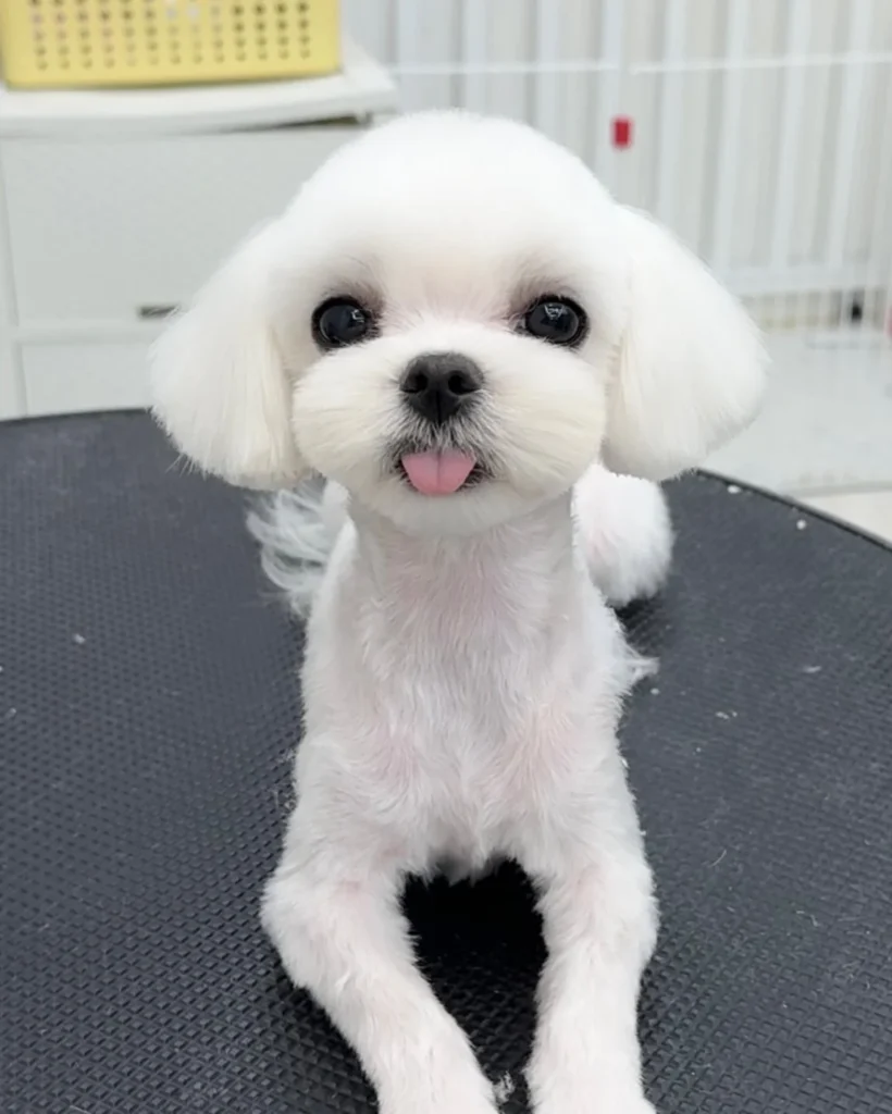 Maltese dog haircut showing playful smiling expression