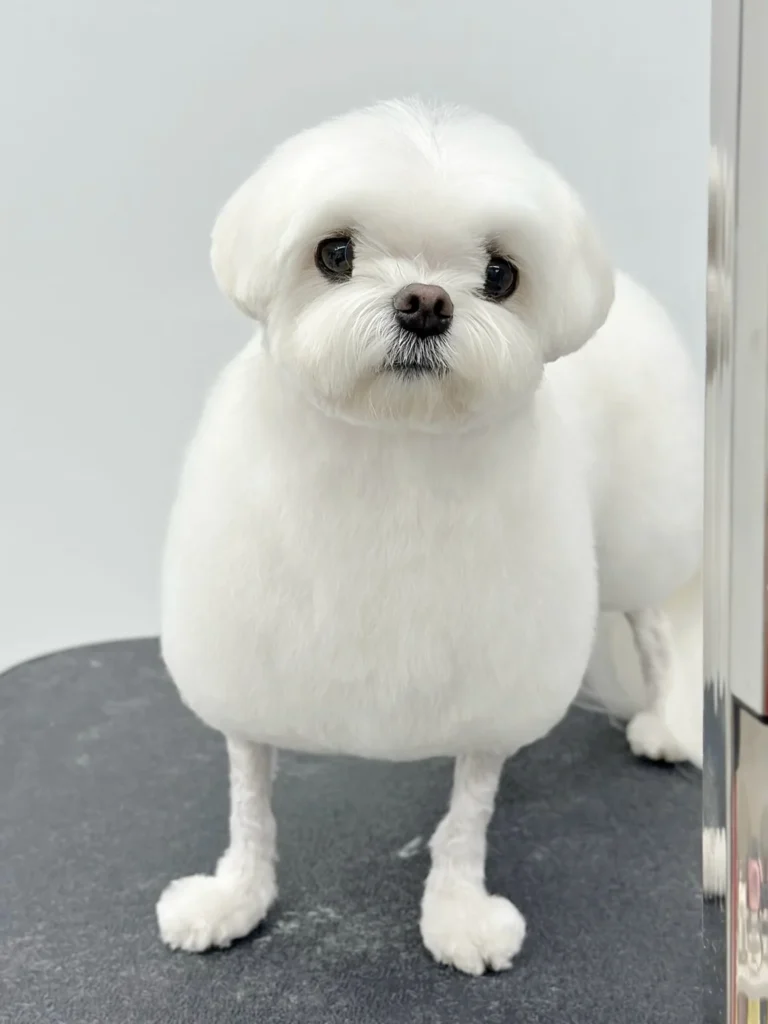 Fluffy teddy bear style Maltese dog haircut with round body
