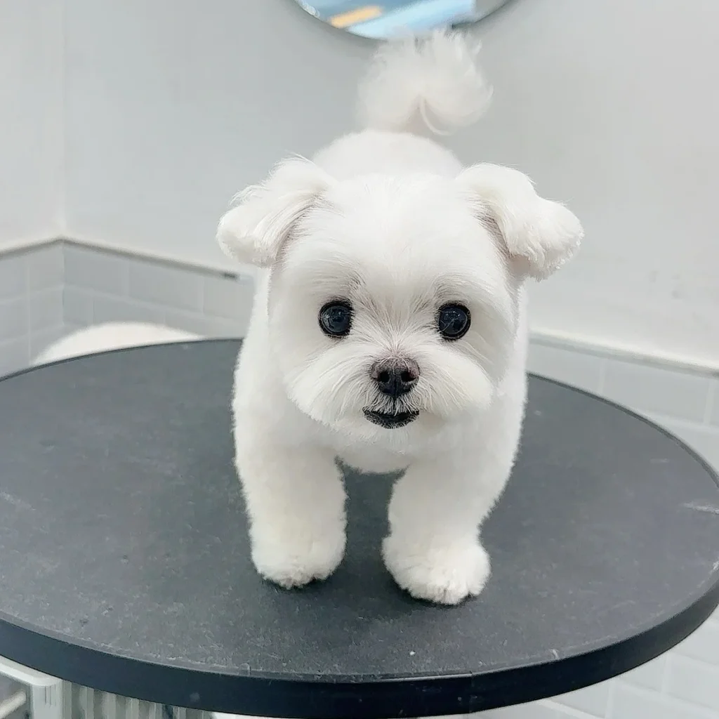 Round face teddy bear Maltese dog haircut on a puppy